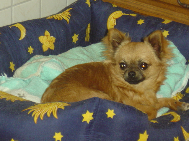 Chihuahua : Clochette du rocher de la Garelière